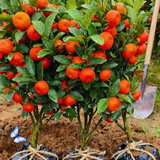 颜怒正宗嫁接砂糖橘子树苗无籽蜜橘树苗盆栽地栽果树苗南方北方种植 东方红橘 四年当年结果