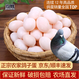 均鲜新鲜土鸽子蛋杂粮喂养农家特产白鸽蛋信鸽蛋孕妇宝宝年货节礼盒装 30枚610g左右精选鲜鸽蛋