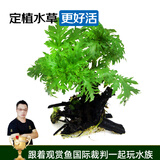 云峰海瑞 水草活体鱼缸造景套餐用品水族箱装饰鱼缸种子沉木活水草 水罗兰沉木单头（大小叶随机发货）
