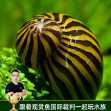 美人雾 观赏螺水族活体缸壁除藻螺鱼缸除藻清淤活化床底 斑马螺5只（皮实的清洁工）
