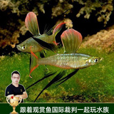 云峰海瑞 小型热带鱼观赏鱼活体红绿灯鱼淡水水族鱼宠物虎(四间鱼)皮鱼 小仙女（燕子美人）2条