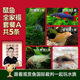 云峰海瑞清洁鱼活体热带鱼观赏鱼水族宠物工具鱼垃圾鱼老鼠鱼鱼缸除藻 鼠鱼全家福套餐A 共5条