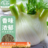 寿禾 球茎茴香种子苗阳台庭院种植蔬菜种籽 香洋球茎茴香种子2g/袋*3
