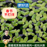 云峰海瑞真水草活体浮萍水草活体植物 鱼缸水草  净化水质 鱼缸造景装饰 芝麻萍约300颗（金鱼爱好者的天然饲料）