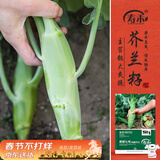 寿禾 鸡腿芥兰种子苗芥蓝四季蔬菜籽 肥翠七号(鸡腿芥兰)种子30g*2袋