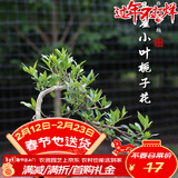 萌肉居悬崖飘枝造型栀子花原土盆花卉植物微景观绿植苗盆景摆件源头直发