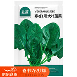 北蔬 大叶菠菜种子苗冬春四季播种蔬菜种籽 寒雄1号大叶菠菜种子200g