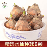 花翁漳州水仙花种球盆栽水养花卉绿植室内冬季水培植物带花苞源头直发