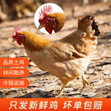 芮瑞 农家散养三黄鸡土鸡嫩鸡童子鸡走地鸡 新鲜净重约700g整只装