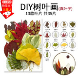 东之天地 干花压花树叶植物标本DIY流苏书签幼儿园亲子手工贴画滴胶树叶画 DIY树叶画【随机13款花材一包】