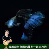 云峰海瑞观赏鱼纯种孔雀鱼活体热带鱼观赏鱼活体小型凤尾鱼斗鱼观赏鱼活鱼 莫斯科冰兰孔雀2对+1对抵损耗