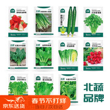 北蔬蔬菜种子种苗草莓黄瓜香菜生菜葱菠菜春种菜籽 11种蔬菜种子套餐