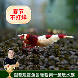 云峰海瑞黑壳虾清洁虾观赏虾活体淡水 鱼缸水族箱水草缸清洁除藻淡水宠物 酒红水晶虾（稀有品种）2只