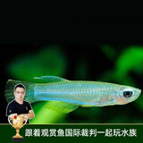 云峰海瑞 热带鱼 观赏鱼灯科鱼 观赏鱼小型淡水鱼草缸群游 热带鱼活体 蓝眼灯 8+2备损 共10条