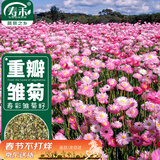 寿禾 雏菊种子苗四季种植菊花盆栽花草种籽 潍育寿彩雏菊种子2千粒