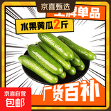 水果黄瓜无刺减肥好搭配可即食生鲜蔬菜 【优选】寿光水果黄瓜 1.7斤 净重
