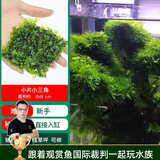 云峰海瑞 鱼缸水草前景莫丝莫斯水草水族箱造景套餐水草活体草缸造景装饰 小三角8*8网片定植