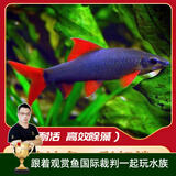 云峰海瑞清洁鱼活体热带鱼观赏鱼水族宠物工具鱼垃圾鱼老鼠鱼鱼缸除藻 彩虹鲨 5-7cm  2条+1条备损