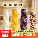精品有机黄糯玉米 花糯玉米彩糯新鲜糯玉米真空装包 【4种玉米】黄花白黑各1支 均重＞180g