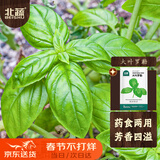 北蔬 罗勒种子苗大圆叶食用香料植物盆栽香草种籽 大叶罗勒种子600粒