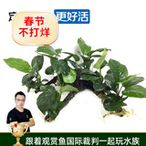 云峰海瑞 水草活体鱼缸造景套餐用品水族箱装饰鱼缸种子沉木活水草 大水榕6头沉木