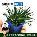 云峰海瑞 鱼缸造景真活体水草草坪水草种子鱼缸草缸造景水族箱装饰前景 金边钱菖蒲（高6cm）小方杯1杯