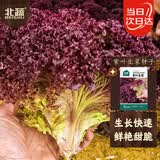 北蔬 紫生菜种子种苗红叶生菜速生耐热四季菜种籽 紫叶生菜种子2000粒