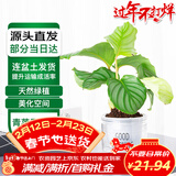 萌肉居贵货青苹果竹芋花卉小盆栽耐荫观叶植物青苹果竹芋早安盆源头直发