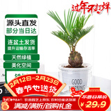 萌肉居小铁树盆栽苏铁植物凤尾蕉耐寒喜阳绿植小铁树+早安盆源头直发