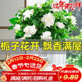 萌肉居易活盆栽花卉水培土培绿植桌面植物浓香型栀子花+早安盆源头直发