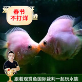 云峰海瑞 水族箱小型热带鱼观赏鱼活体红绿灯鱼淡水水族电光鱼美人天使鱼 接吻鱼3条