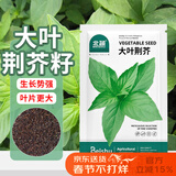 北蔬 荆芥种子苗菜籽河南大叶春四季播蔬菜种籽 大叶荆芥种子约1000粒