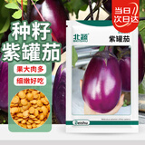 北蔬 茄子种子特大罐茄紫黑牛心茄盆栽菜种籽 卓脆紫罐茄种子约200粒