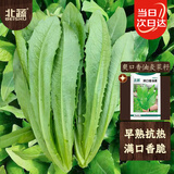 北蔬 油麦菜种子四季易种甜脆生菜蔬菜种籽 爽口香油麦菜种子约1万粒