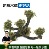 云峰海瑞 水草活体鱼缸造景套餐用品水族箱装饰鱼缸种子沉木活水草 绿松尾6头沉木