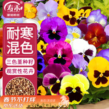 寿禾 三色堇种子苗蝴蝶花景观花卉籽 寿艺三色堇混色种子1g约800粒
