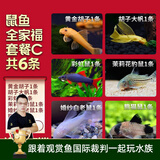 云峰海瑞清洁鱼活体热带鱼观赏鱼水族宠物工具鱼垃圾鱼老鼠鱼鱼缸除藻 鼠鱼全家福套餐C 共6条