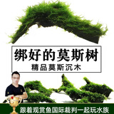 云峰海瑞 鱼缸水草前景莫丝莫斯水草水族箱造景套餐水草活体草缸造景装饰 中号沉木莫斯水草