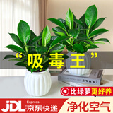 花翁金钻盆栽绿植物大盆绿萝除室内甲醛花卉水培办公净化空气源头直发