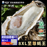 贝司令 鲜活乳山生态生蚝8XL 净重9斤 8-11只 生鲜源头直发 年货送礼