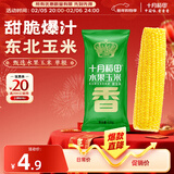 十月稻田 水果甜玉米 1根 220g 真空开袋即食 低脂早餐