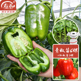 寿禾甜椒苗套装青椒灯笼椒不辣薄皮辣椒菜苗蔬菜苗源头直发包邮