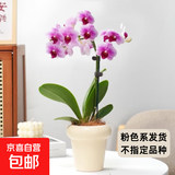 年宵花春节蝴蝶兰盆栽花苗桌面装饰花卉植物四季好养绿植过年货 粉色系蝴蝶兰配雪糕陶瓷盆