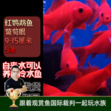 云峰海瑞观赏金鱼 冷水鱼 观赏鱼耐活鱼 活体鱼 淡水鱼小金鱼活鱼锦鲤活鱼 红鹦鹉鱼葡萄眼9-15厘米5条