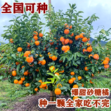 尔澜80-90cm高砂糖橘树苗橘桔苗沙糖桔树水果树苗露天种植源头直发