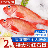 朵芙 海参斑鱼 多规格 红鱼净重 红石斑鱼大眼鱼富贵鱼深海鱼生鲜鱼类 【尝鲜-特大】2斤净重*2条