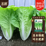 北蔬 奶油四季快菜种子苗小白菜春季种蔬菜种籽 快翠奶油快菜种子50g