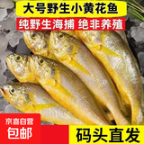 野生小黄鱼东海小黄鱼鲜活速冻海鱼深海黄花鱼冷冻梅鱼海捕鱼类 深海小黄鱼净重无冰3斤（约30条）