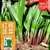 北蔬 紫根韭菜籽种子苗独根红宽叶蔬菜种籽 紫根韭菜种子10g约1800粒