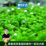 云峰海瑞 鱼缸造景真活体水草草坪水草种子鱼缸草缸造景水族箱装饰前景 日本矮珍珠盒（长方盒）1盒
